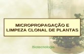 MICROPROPAGAÇÃO E LIMPEZA CLONAL DE PLANTAS Biotecnologia.