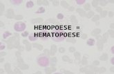 HEMOPOESE = HEMATOPOESE. Constituição do sangue periférico Plasma: sistema de coagulação, proteínas, eletrólitos, etc. Elementos Figurados: Leucócitos: