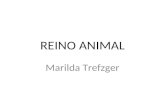 REINO ANIMAL Marilda Trefzger. PARAZOA: animais primitivos, com diferenciação histológica pequena, sem órgãos nem sistemas. Ex: Porifera. METAZOA: Animais.