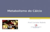 Metabolismo do Cálcio Prof. Luciene Rabelo. Minerais: Cálcio Recomenda-se que 60% da necessidade de Ca seja fornecida com produtos lácteos (alta biodisponibilidade.