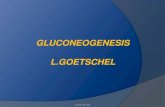 Gluconeogenesis y via PPT