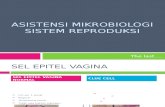 Asistensi Mikrobiologi Repro