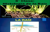8_ Clase Histologia Raiz