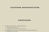Sistema Reprodutor 1 (1)