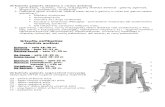 Rankos anatomija