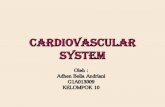 Cardiovascular system kel.10.ppt