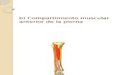 Compartimiento posterior de la pierna y articulación del tobillo