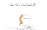 Anatomía Ósea de Columna Vertebral