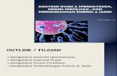 Anatomi Ovum & Spermatozoa, Proses Fertilisasi ,