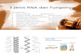 3 Jenis RNA Dan Fungsinya