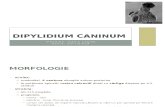 04. Dipylidium caninum