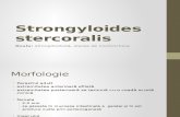 04. Strongyloides Stercoralis