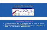3 HEMATOPOYESIS (1)