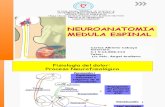Neuroanatomia Actividad de Medula Espinal Trabajo