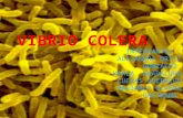 Vibrio Colera