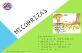 Micorrizas Diapositivas (2)