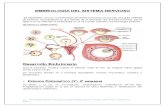 Clase de Embriología Del Snc