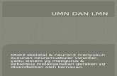 Case4-Umn Dan Lmn