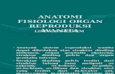 Anatomi Fisiologi Organ Reproduksi Wanita [20ebooks.com]