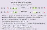 Determinación de Fosfatasa Alcalina