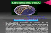 SEM 1 Micro Bacteria ...