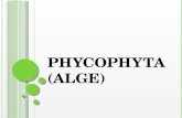Phycophyta (Alge)