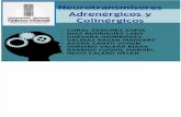 Neurotransmisores Adrenergico y Colinergicos