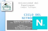 Ciclo Del Nitrogeno