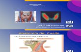Anatomía de Tiroides y Gammagrafia.