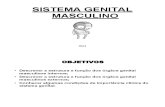 Sistema Genital Masculino 2014
