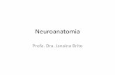 Neuroanatomia - Aula 3