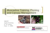 Muscadine Pruning