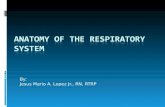 Respiratory Ana Physio