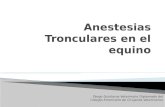 Anestesias (Bloqeos) en El Equino