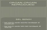 Organ Organ Reproduksi