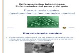 Parvovirosis Canina