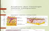 Anatomi Dan Fisiologis Sistem Integumen