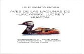 Aves de las Lagunas de Huacarpay, Lucre y Huatón