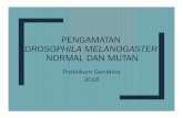pengamatan Drosophila Melanogaster Normal Dan Mutan
