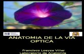 14_Anatomía de la Via Optica 2015.ppt