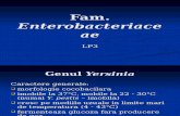 3 Enterobacteriaceae Lumi