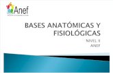 Bases Fisiologica y Anatomicas