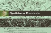 Budidaya Daphnia