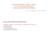 1. PARREÑO ESTUDIO DE LOS LEUCOCITOS. LEUCOPOYESIS PATOLOGIA.ppt