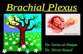 Brachial Plexus palsy