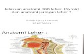 Anatomi KGB Leher, Thyroid Dan Anatomi