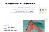 Lymph II Thymus-Spleen 2005