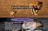 Lions (panthera leo)
