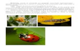 buburuza Coccinella septempunctata