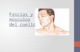 Fascias y músculos del cuello
